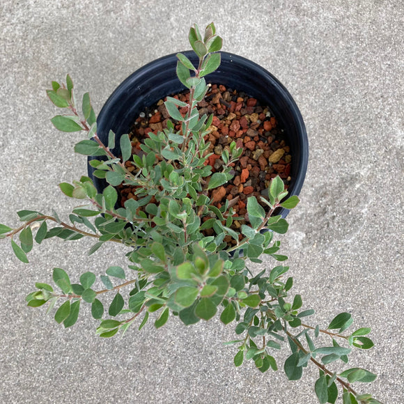 Arctostaphylos pumila 'Jim Griffin' - 1 gallon plant