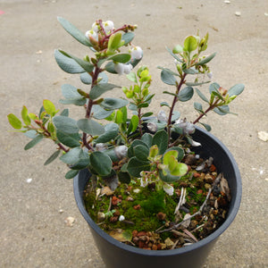 Arctostaphylos sensitiva - 1 gallon plant
