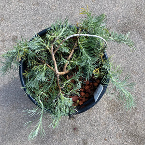 Artemisia californica 'Canyon Grey' - 1 gallon plant