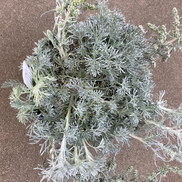 Artemisia pycnocephala 'David's Choice' - 1 gallon plant