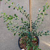 Azara microphylla - 2 gallon plant