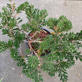 Banksia marginata - 2 gallon plant