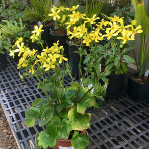 Ranunculus cortusifolius - 1 gallon plant