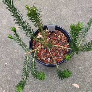 Banksia ericifolia - 1 gallon plant