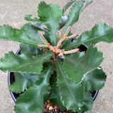 Banksia conferta subsp. penicillata - 2 gallon plant