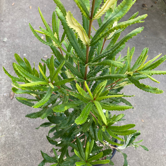 Banksia seminuda - 2 gallon plant