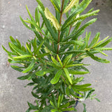 Banksia seminuda (yellow flower) - 2 gallon plant