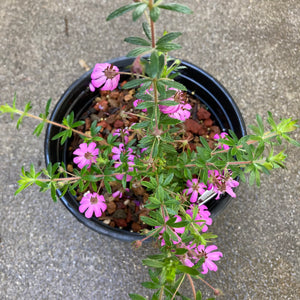 Bauera rubioides 'Kuranga Pink' - 1 gallon plant