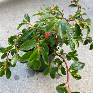 Begonia fuchsioides (red flower) - 1 gallon plant