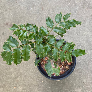 Berberis pinnata - 1 gallon plant