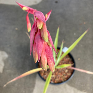 Beschorneria 'Frost' - 3 gallon plant