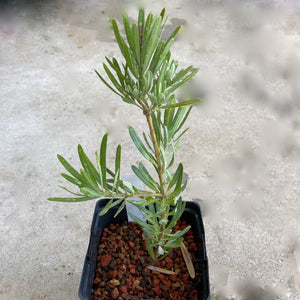 Podocarpus elongatus 'Blue Ice' - 1 gallon plant