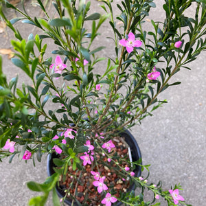 Boronia crenulata 'Rosy Splendor' - 1 gallon plant