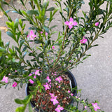 Boronia crenulata 'Rosy Splendor' - 1 gallon plant