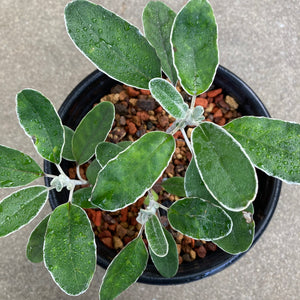 Brachyglottis 'Otari Cloud' - 1 gallon plant