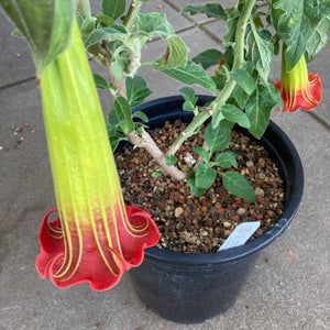 Brugmansia sanguinea (red flower) - 5 gallon plant