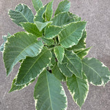 Brugmansia (variegated) - 2 gallon plant