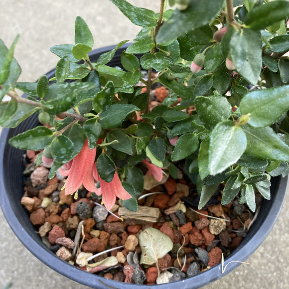 Correa 'Ray's Tangerine' - 2 gallon plant