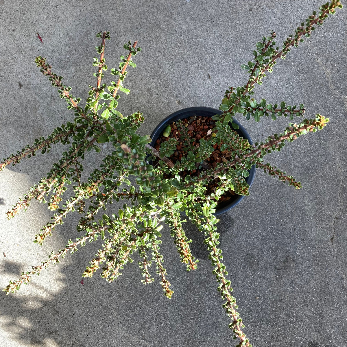 Ceanothus 'Blue Jeans' - 1 gallon plant – Norrie's Gift and Garden Shop ...