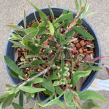 Callistemon citrinus 'Mauve Mist' - 1 gallon plant