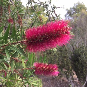 Callistemon citrinus 'Burgundy' - 1 gallon plant