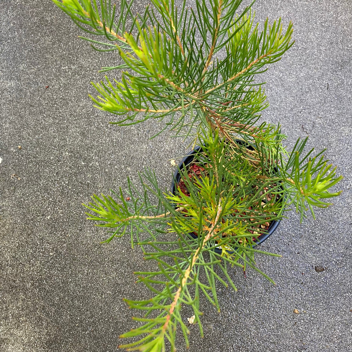 Calothamnus gilesii - 1 gallon plant – Norrie's Gift and Garden Shop at ...