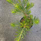 Calothamnus gilesii - 5 gallon plant