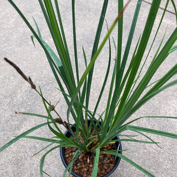 Carex barbarae - 1 gallon plant