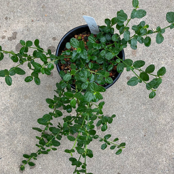 Ceanothus griseus 'Yankee Point' - 1 gallon plant