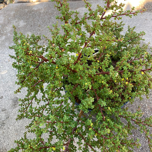 Ceanothus impressus 'Vandenberg' - 1 gallon plant