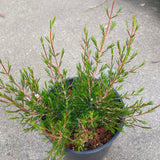 Chamelaucium x verticordia 'Jasper' - 1 gallon plant