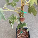 Chiranthomontodendron (Chiranthodendron x) - 1 gallon plant