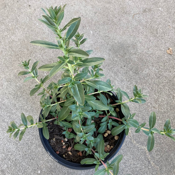 Clarkia purpurea ssp. purpurea - 1 gallon plant