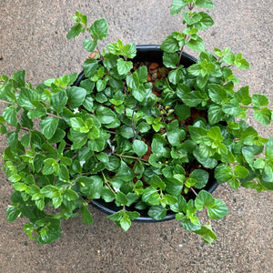 Clinopodium douglasii - 1 gallon plant