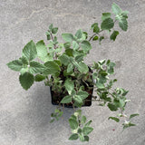 Clinopodium mimuloides - 1 gallon plant