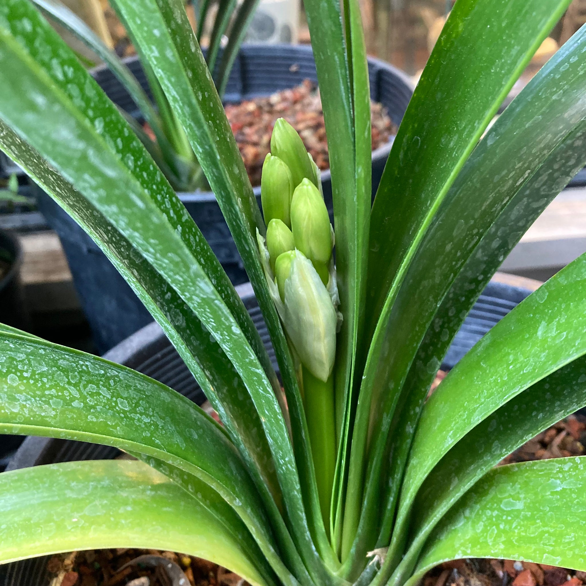 Clivia miniata (yellow flower)