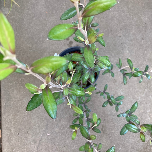 Corokia × virgata 'Frosted Chocolate' - 1 gallon plant – Norrie's Gift ...