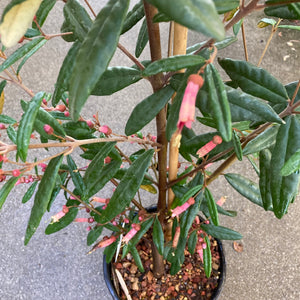 Correa lawrenceana (red flower) - 1 gallon plant