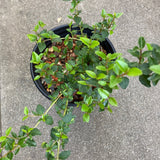 Correa pulchella (orange flower) - 1 gallon plant