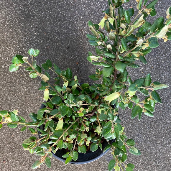 Correa reflexa (chartreuse flower) - 1 gallon plant