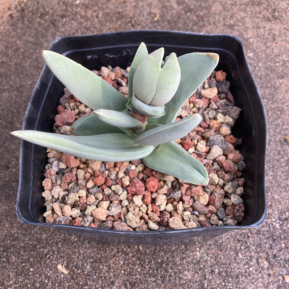 Crassula perfoliata - 1 gallon plant