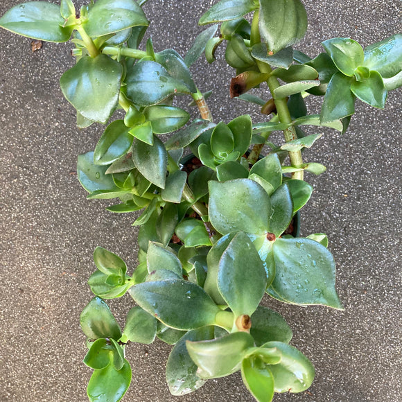 jade plant pointed leaves Crassula ovata (pointed leaf)