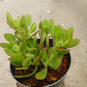 Crassula ovata  - 6 inch plant