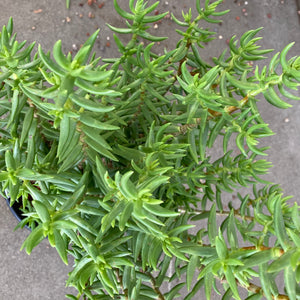 Crassula tetragona - 2 gallon plant