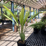 Cordyline petiolaris - 5 gallon plant