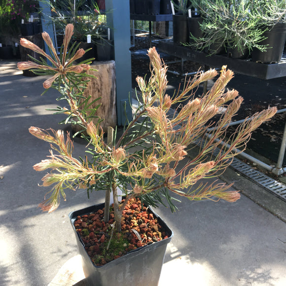 Banksia spinulosa 'Nimble Jack' - 2 gallon plant