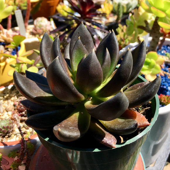 Echeveria 'Black Prince' - 1 gallon plant