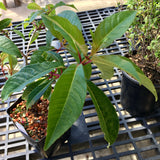 Fuchsia paniculata - 1 gallon plant