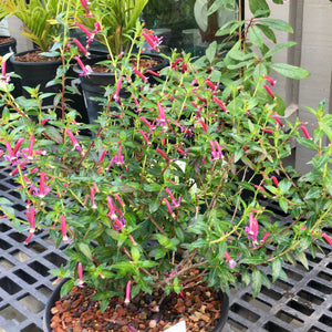 Cuphea 'Starfire Pink' - 1 gallon plant