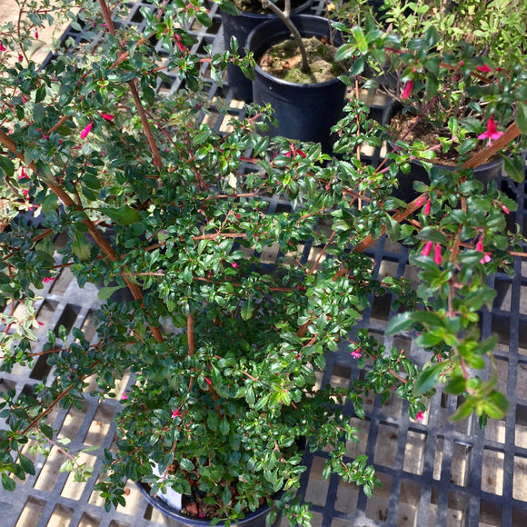 Fuchsia thymifolia - 1 gallon plant